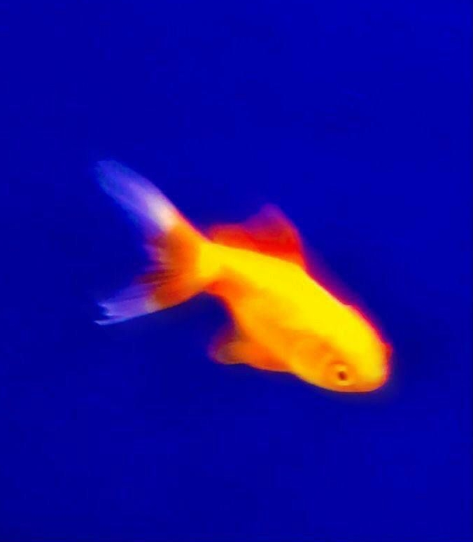 Veyra fish logo
